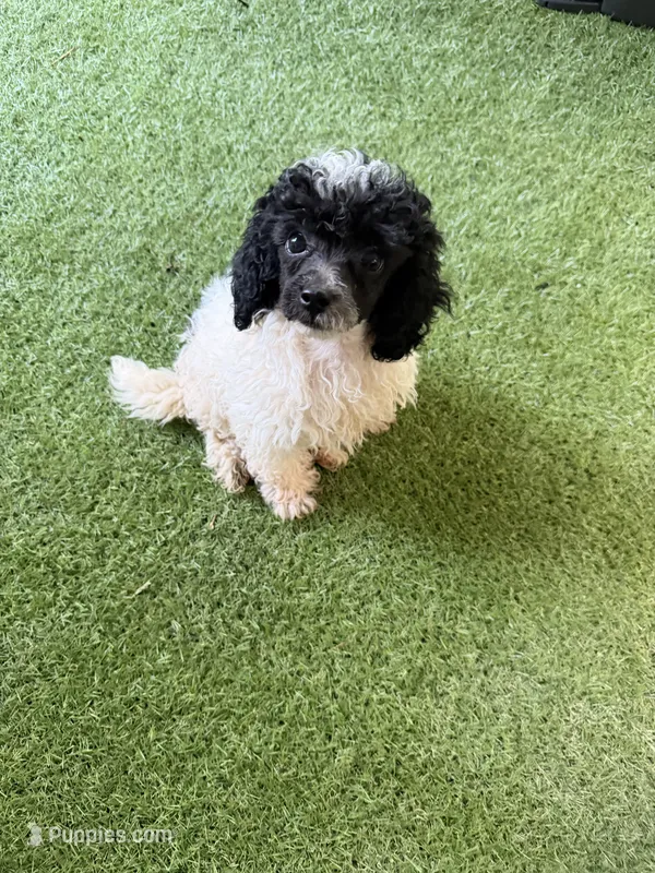 Oreo – Poodle - Miniature  puppy for sale in Stanfield, NC