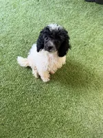 Oreo, a male Poodle - Miniature  for sale in Stanfield, NC – 1 of 5