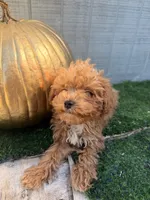 Rusty, a male Yorkipoo for sale in Stanfield, NC – 6 of 7