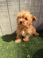 Maple , a female Yorkipoo for sale in Stanfield, NC – 6 of 7