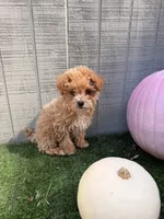 Autumn , a female Yorkipoo for sale in Stanfield, NC – 5 of 6
