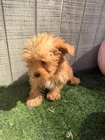 Maple , a female Yorkipoo for sale in Stanfield, NC – 4 of 7