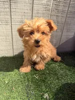 Maple , a female Yorkipoo for sale in Stanfield, NC – 1 of 7
