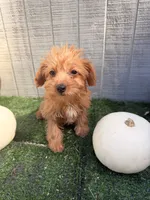 Pumpkin, a female Yorkipoo for sale in Stanfield, NC – 6 of 6