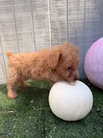Pumpkin, a female Yorkipoo for sale in Stanfield, NC – 5 of 6