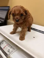 Maple, a female Cavapoo for sale in Stanfield, NC – Photo 1 of 3