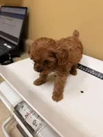 Maple, a female Cavapoo for sale in Stanfield, NC – Photo 2 of 3