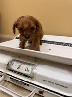 Maple, a female Cavapoo for sale in Stanfield, NC – Photo 3 of 3