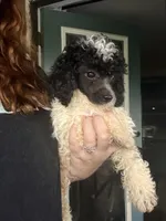 Oreo, a male Poodle - Miniature  for sale in Stanfield, NC – 2 of 5