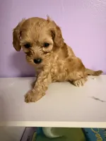 Maggie, a female Cavapoo for sale in Stanfield, NC – 3 of 5