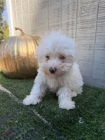 Ghost, a male Yorkipoo for sale in Stanfield, NC – 3 of 7