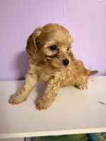 Maggie, a female Cavapoo for sale in Stanfield, NC – 5 of 5