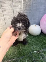 Raven, a female Yorkipoo for sale in Stanfield, NC – 5 of 6