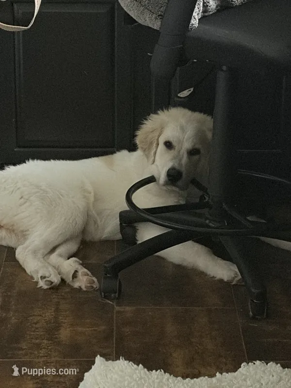 Cassie – Great Pyrenees, Maremma Sheepdog puppy for sale in Tomball, TX