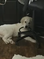 Cassie, a female Great Pyrenees and Maremma Sheepdog for sale in Tomball, TX – 1 of 3
