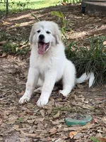 Cassie, a female Great Pyrenees and Maremma Sheepdog for sale in Tomball, TX – 2 of 3