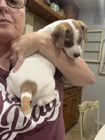 Ringo, a male Jack Russell Terrier for sale in Henderson, TX – 3 of 3