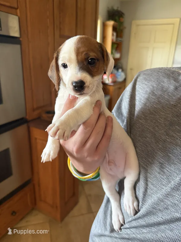 Cowboy – Jack Russell Terrier puppy for sale in Henderson, TX