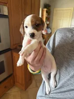 Cowboy, a male Jack Russell Terrier for sale in Henderson, TX – 1 of 1