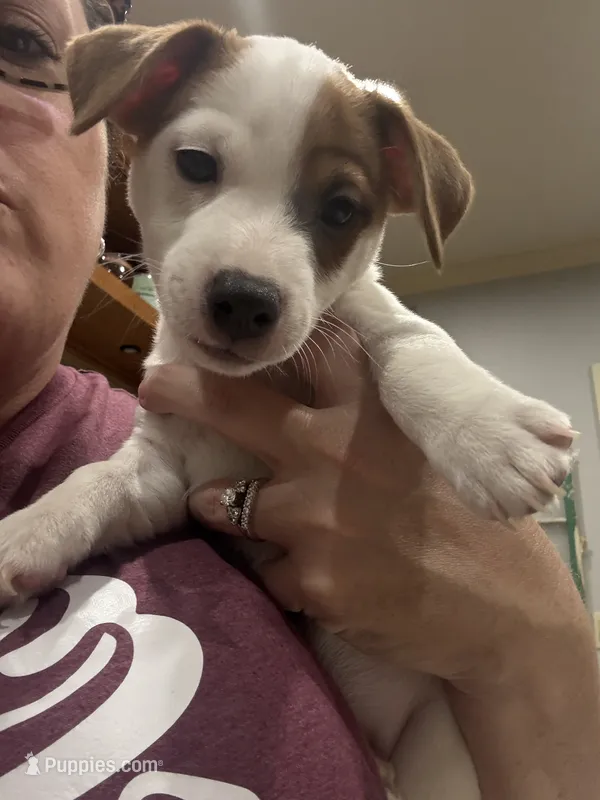Pancho – Jack Russell Terrier puppy for sale in Henderson, TX
