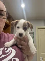 Poncho, a male Jack Russell Terrier for sale in Henderson, TX – 3 of 3