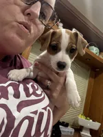 Ringo, a male Jack Russell Terrier for sale in Henderson, TX – 1 of 3