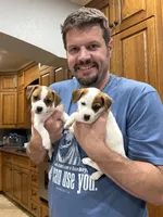 Poncho, a male Jack Russell Terrier for sale in Henderson, TX – 2 of 3