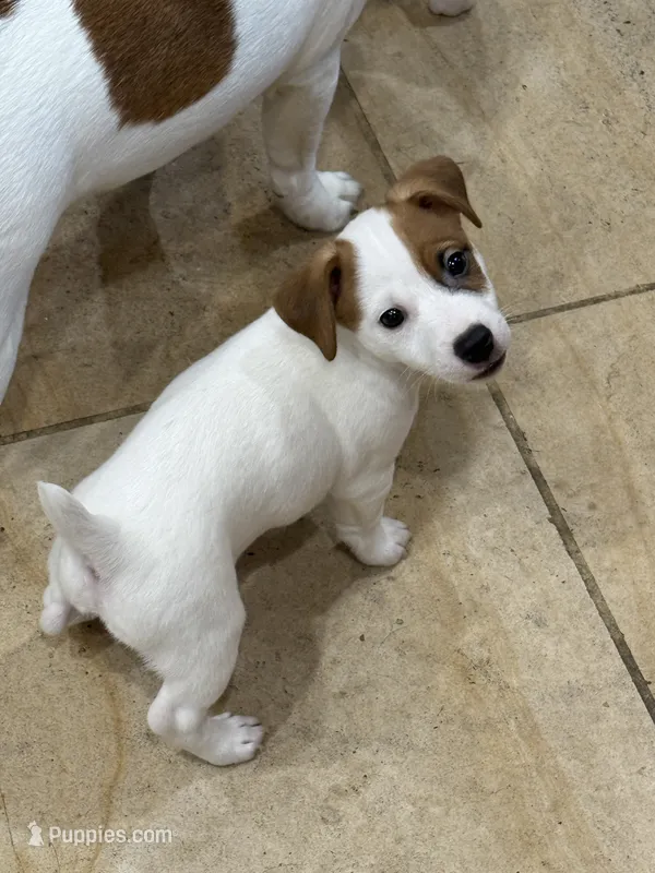 Poncho – Jack Russell Terrier puppy for sale in Henderson, TX