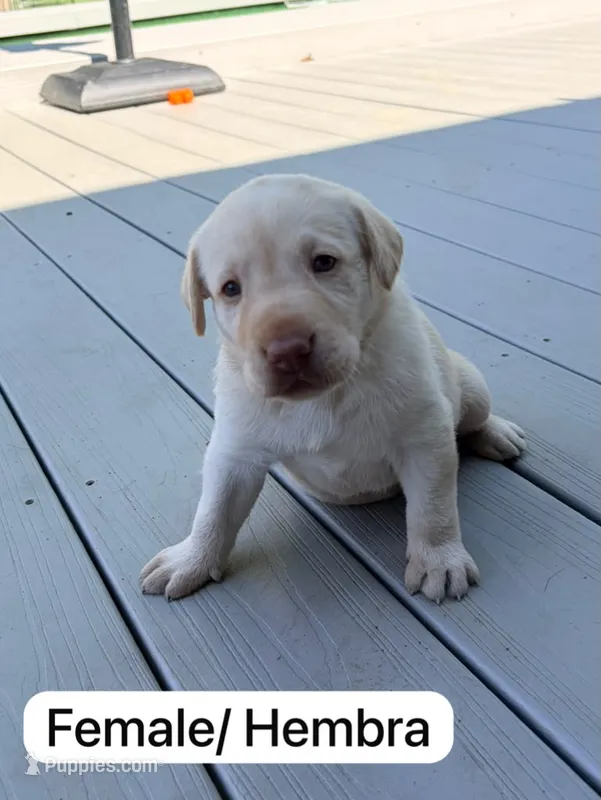 Yellow  – Labrador Retriever puppy for sale in Louisville, KY