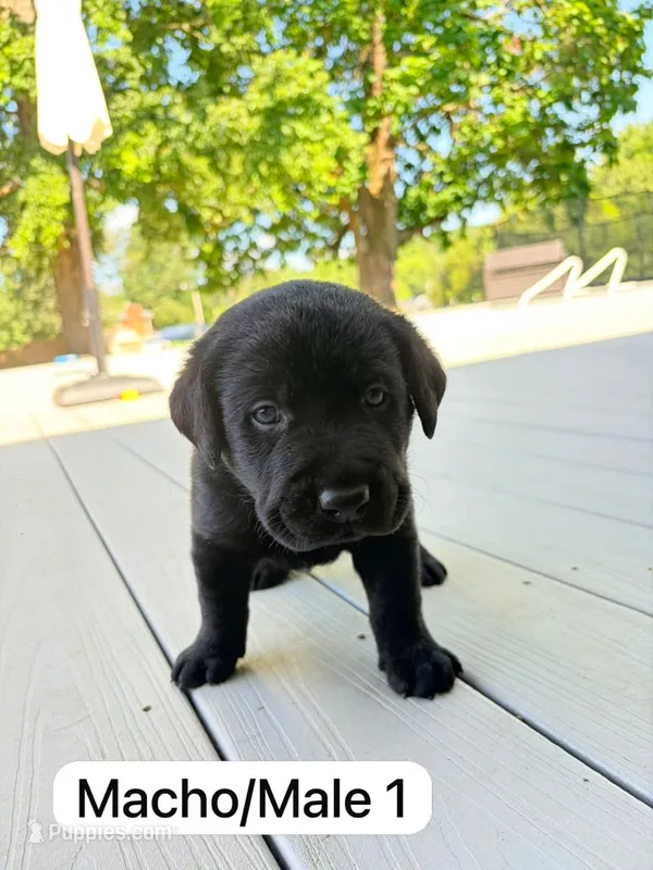 Black 2 – Labrador Retriever puppy for sale in Louisville, KY