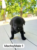 Black 2, a male Labrador Retriever for sale in Louisville, KY – 1 of 1