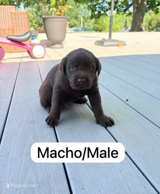 Chocolate  – Labrador Retriever puppy for sale in Louisville, KY