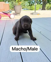 Chocolate , a male Labrador Retriever for sale in Louisville, KY – 1 of 1