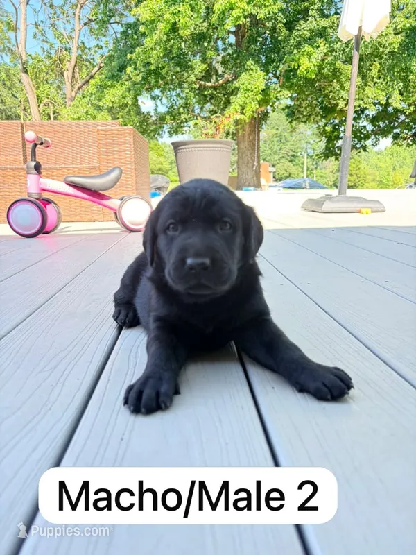 Black 3 – Labrador Retriever puppy for sale in Louisville, KY