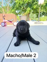 Black 3, a male Labrador Retriever for sale in Louisville, KY – 1 of 1