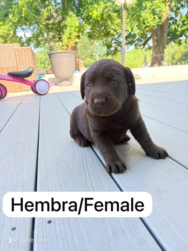 Chocolate  – Labrador Retriever puppy for sale in Louisville, KY