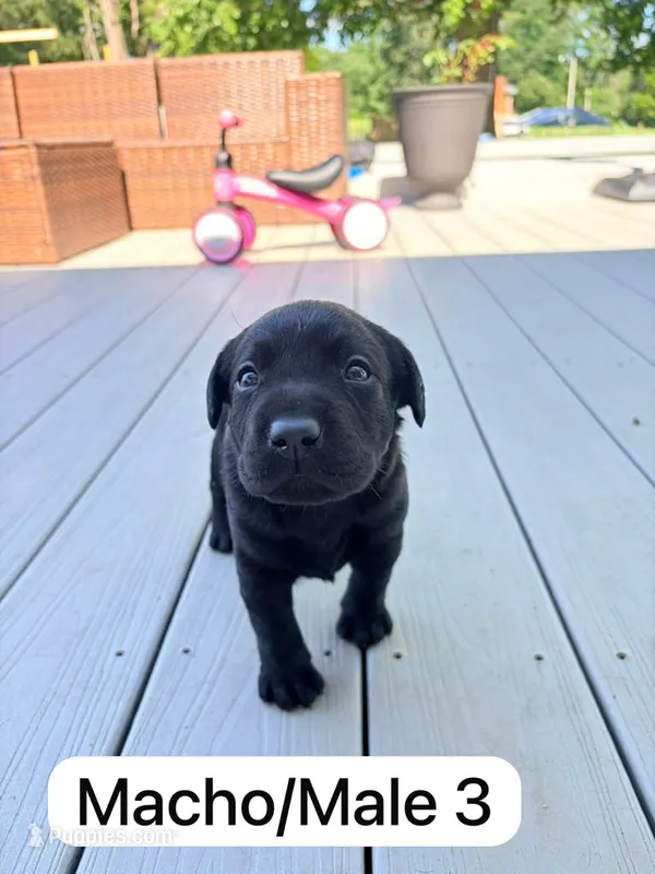 Black 3 – Labrador Retriever puppy for sale in Louisville, KY