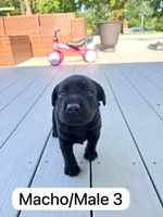 Black 3, a male Labrador Retriever for sale in Louisville, KY – 1 of 1