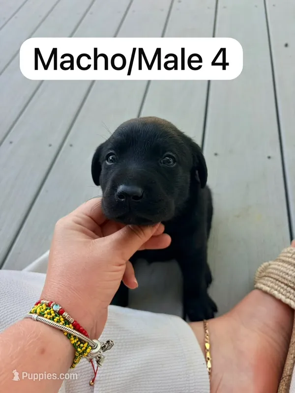 Black 4 – Labrador Retriever puppy for sale in Louisville, KY