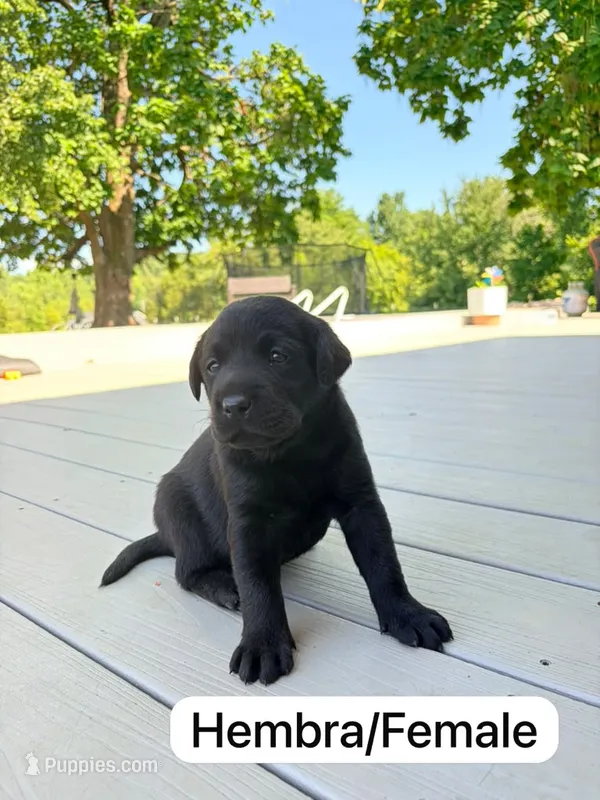 Black 1 – Labrador Retriever puppy for sale in Louisville, KY