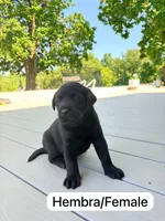Black 1, a female Labrador Retriever for sale in Louisville, KY – 1 of 1
