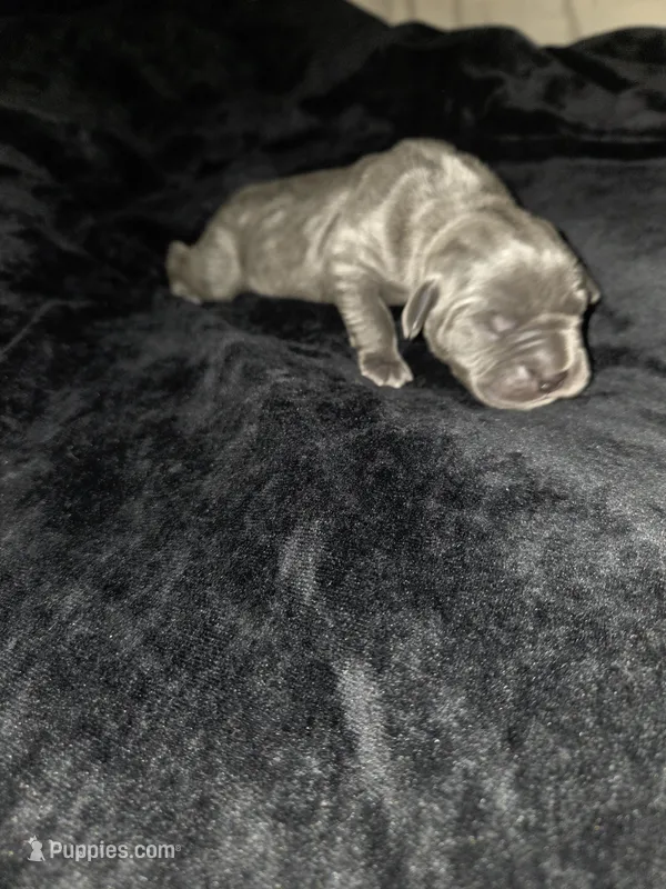 Female blue 2, a female Cane Corso for sale in Statesville, NC – Photo 1 of 1