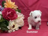 Summer, a female Maltese for sale in Gainesville, FL – 2 of 3