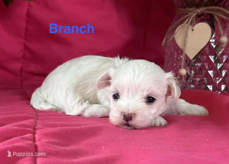 Branch – Maltese puppy for sale in Gainesville, FL