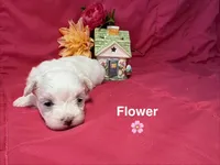 Flower, a female Maltese for sale in Gainesville, FL – 2 of 2