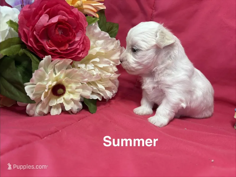 Summer – Maltese puppy for sale in Gainesville, FL