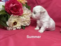 Summer, a female Maltese for sale in Gainesville, FL – 1 of 3