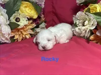 Rocky, a male Maltese for sale in Gainesville, FL – 1 of 2