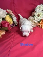 Shadow, a male Maltese for sale in Gainesville, FL – 1 of 2