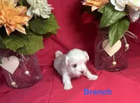Branch, a male Maltese for sale in Gainesville, FL – 2 of 2